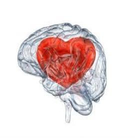 قلب ،مغز چهارم انسان 