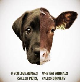 چرا گوشت گاو را می خوریم در حالیکه سگ ها را دوست داریم؟