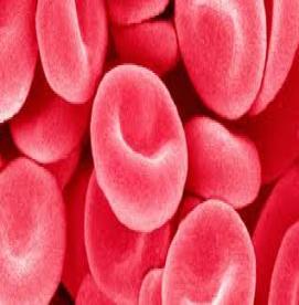 پلی سیتمی ورا و تولید زیاد گلبولهای قرمز در بدن 