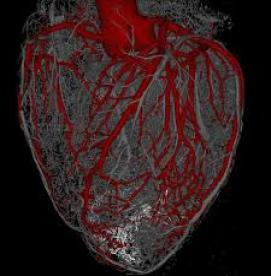  آیا قلب میتواند بافتهای آسیب دیده خود  را  احیا کند ؟