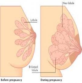 تغییرات سینه ها در دوران بارداری