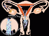 مراحل رشد جنین، بخش اول: لقاح